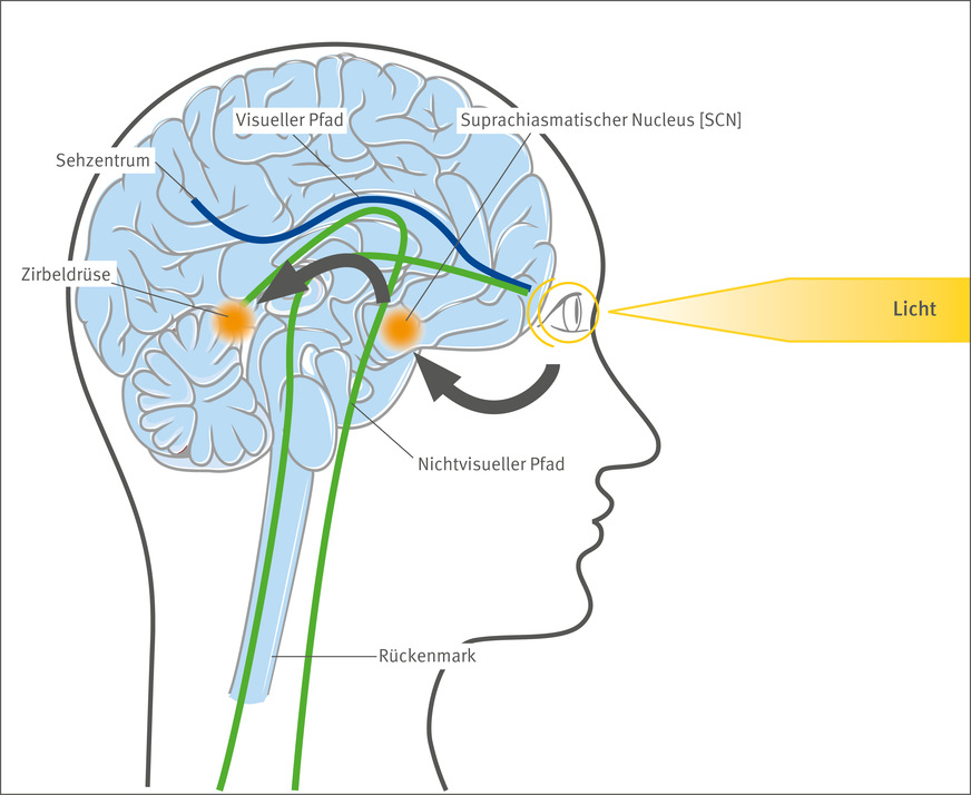 Forschung: Blaues Licht aktiviert sympathische Nervenfasern im