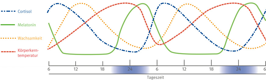 Abb. 2:  Beispiele für die Tagesgänge (24-Stunden-Rhythmen) ausgewählter physiologischer Prozesse, die von der inneren Uhr und somit von Licht beeinflusst werden (Quelle: DGUV Infor­mation 215-220)