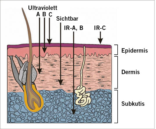 Abb. 3:  Eindringtiefe optischer Strahlung in die Haut (Quelle: Leitfaden zur Richtlinie 2006/25/EG Künstliche optische Strahlung)