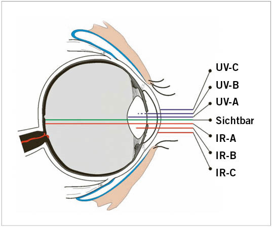 Abb. 4:  Eindringtiefe optischer Strahlung in das Auge (Quelle: Leitfaden zur Richtlinie 2006/25/EG Künstliche optische Strahlung)