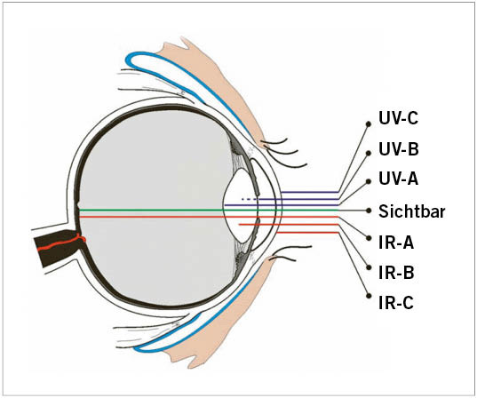 Abb. 4: Eindringtiefe optischer Strahlung in das Auge (Quelle: Leitfaden zur Richtlinie 2006/25/EG Künstliche optische Strahlung)
