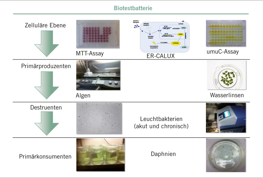 Abb. 2: Kombination von biologischen Testverfahren zum Nachweis von Effekten auf verschiedenen Ebenen (Trophiestufen). Quelle: Simon u. Dopp 2018