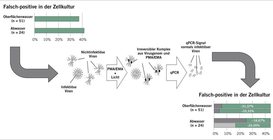 Abb. 1:   Schematische Darstellung der capsid-integrity qPCR, bei der Wasserproben mit den Azo-Farbstoffen Propidium- (PMA) oder Ethidium-­Monoazid (EMA sowie deren Derivaten) vorbehandelt werden, um somit falsch-positive Ergebnisse zu entfernen (adaptiert von Leifels et al. 2019)