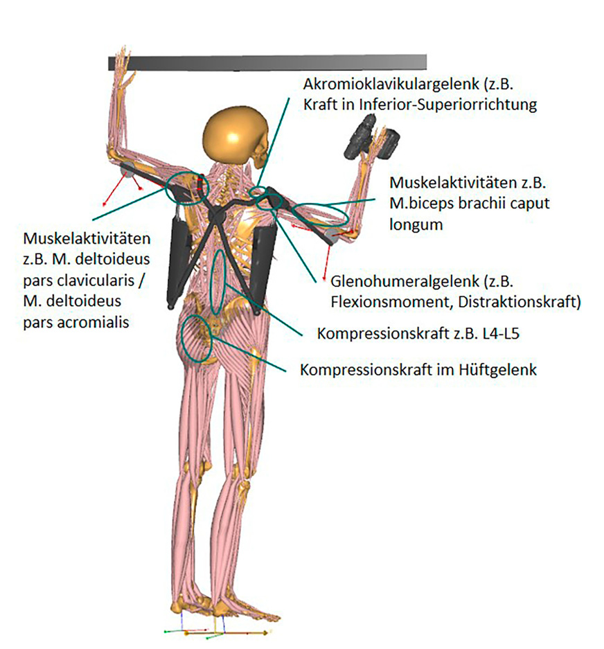 Abb. 2:  Ausgewählte Untersuchungsvariablen für biomechanische Simulation (eigene Darstellung)