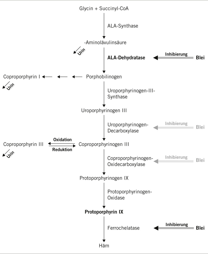Abb. 1:  Beeinflussung der Hämsynthese durch Blei und potenzielle biologische Effektmarker (eigene Darstellung)