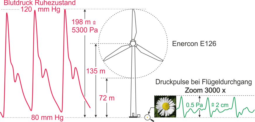 Abb. 8: Vergleich des Ruhe-Blutdrucks einer gesunden Person mit typischer aushäusiger Infraschall-Exposition durch Groß-WEA in ca. 500 m Abstand. Wenn man den Blutdruck auf 200 m Höhe skaliert, kommen die Druckpulse der WEA im selben Maßstab nicht einmal auf 2 cm – ungefähr dem Durchmesser einer Gänseblumenblüte am Fuße der WEA.