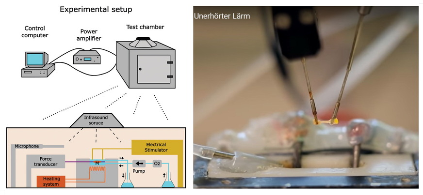 Abb. 10: Links: Skizze des angeblichen Testaufbaus von Chaban et al. in (2), welche einen druckdichten Versuchsaufbau suggeriert. Tatsächlich aber befanden sich die in-Vitro Proben im Nahfeld eines frei schwingenden Tieftöners mit drastisch überhöhten Luftbewegungen. Rechts: Herzmuskel-Präparat nach dem Rausfahren aus der Wanne mit Nährlösung.