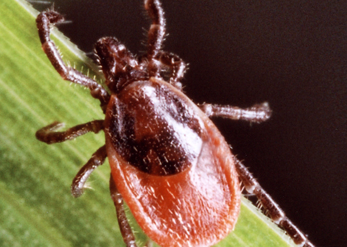 Abb. 2:  Lauerndes Weibchen von I. ricinus auf einer Pflanze
