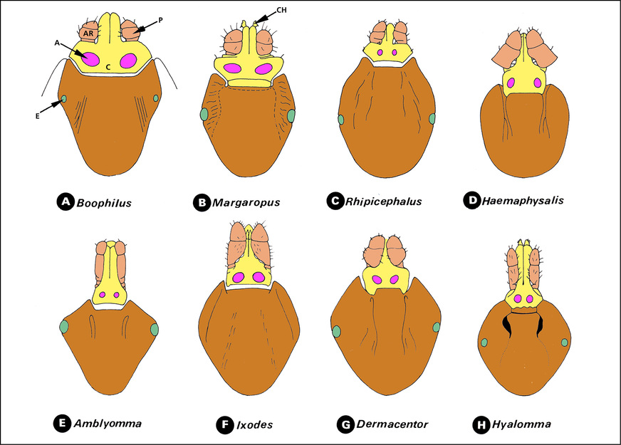 Abb. 5: Schematische Darstellung der Körper weiterer Schildzecken in Europa, die sowohl Menschen wie auch Tiere befallen. Zwei Gattungen (Haemaphysalis- und Ixodes-Arten) besitzen keine Augen, die als grüner Punkt gekennzeichnet sind (E). A = Porenplatte (Area porosae, Luftzufuhr); AP = Segment des Pedipalpus; CH = Chelicere; E = Auge; P = Pedipalpus (Taster). (Bild: H. Mehlhorn)