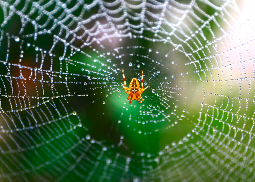 Spinnennetze trotzen einigen Einflüssen von außen, obwohl das Material dünn und leicht ist. Ähnlich ist es bei Putek-Spider. Das High-Tech-Textil wird als Obermaterial des neuen Sicherheitsstiefels Bradley von Hersteller Baak eingesetzt. Es ist abriebfester und leichter als bisher eingesetzte Materialien