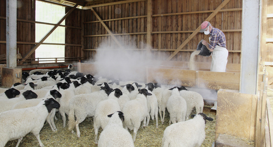 Abb. 1:  Staubentwicklung bei der Fütterung im Schafstall. Der Landwirt schützt sich mit einer FFP3-Atemschutzmaske vor der Staubbelastung
