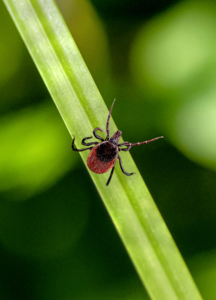 Zecken kommen vor allem im Wald und in Wiesen vor