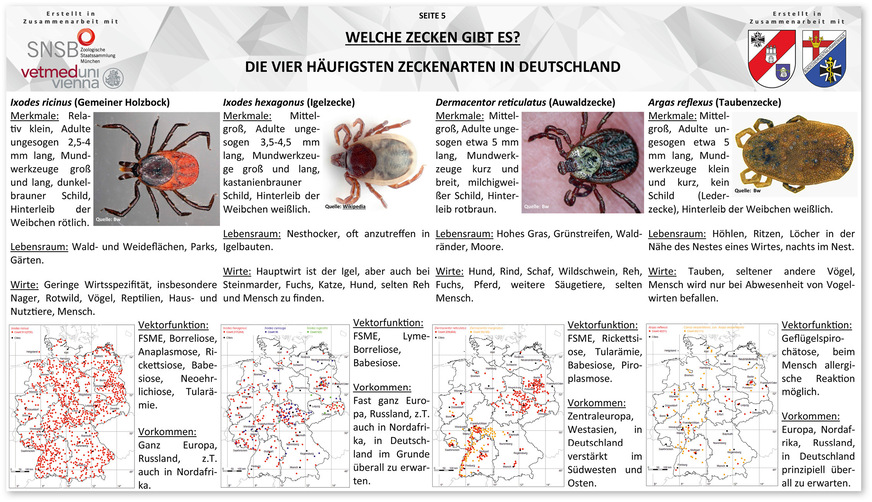Abb. 2:  Steckbriefe der vier häufigsten Zeckenarten in Deutschland. Diese Seite des InfektInfo Nr. 90 präsentiert für jede der vier Arten stichpunkt­artige Informationen zu den wesentlichen Merkmalen, zum Lebensraum, zu den potenziellen Wirten, zur Vektorfunktion sowie zum Vorkommen. Ergänzt wird jeder Steckbrief durch ein Bild sowie eine Verbreitungskarte der jeweiligen Art in Deutschland. Die Titelzeile enthält Logos bzw. Wappen der zivilen und militärischen Kooperationspartner, die bei der Erstellung der Seite behilflich waren