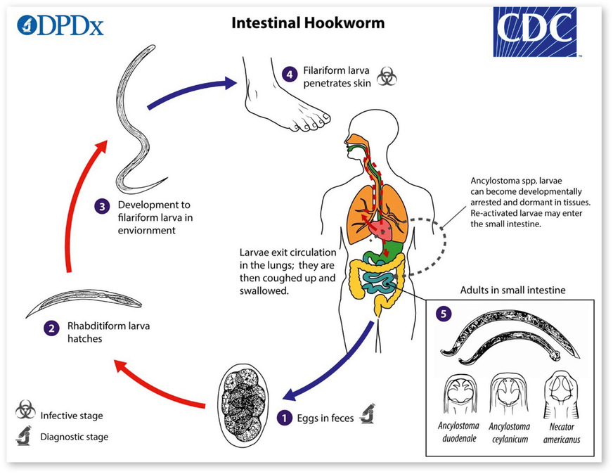 Abb. 2:  Entwicklungszyklus der Hakenwürmer (Quelle: https://www.cdc.gov/dpdx/hookworm/index.html)