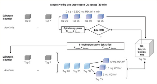 Stratifiziertes Testprotokoll zur Identifizierung von asthmagenen Isocyanaten nach epikutaner Sensibilisierung (Induktion) am Tag 0 und 7, 
gefolgt von vier 30-minütigen leicht atemtraktreizenden inhalativen Isocyanat-
Expositionsdosen. Sollten sich keine nennenswerten Unterschiede hinsichtlich neutrophiler Granulozyten in der bronchoalveolaren Lavage (BAL) zwischen 
gleichartig inhalativ provozierten naiven und dermal sensibilisierten Ratten zeigen, ist ein weiterer Zyklus mit höheren Expositionsdosen erforderlich. Ergibt dieser stärker ausgeprägte Befunde in der dermal sensibilisierten Gruppe, erfolgt im nächsten Schritt ein Eskalationsprotokoll und weitere Gruppen zur Dosis-Effekt-Analyse. Der terminale Challenge (Tag 65) ermöglicht eine Dosis-Effekt-Analyse wie in Abb. 3 dargestellt. Diese stellt die Grundlage für die Grenzwertableitung dar. Jeder Eskalationsschritt bezieht sich auf eine zusätzliche naive, inhalativ bronchoprovozierte Referenzgruppe. 
Alle Gruppen setzen sich aus 8 Brown-Norway-Ratten zusammen

Fig. 1: Stratified protocol for the identification of asthmagenic isocyanates after epicutaneous sensitization (induction) on days 0 and 7, followed by four 30-min exposures to slightly irritant inhalation doses of the sensitizing isocyanate. In case no differences occur with regard to neutrophilic granulocytes in bronchoalveolar lavage (BAL) between similarly challenged naive and topically sensitized rats, this cycle must be repeated at higher exposure doses. In case this response is more pronounced in the dermally sensitized group, this cycle is repeated with a dose-escalation protocol. At the final challenge (day 65), the dose-effect-analysis shown in Fig. 3, serves as the basis for derivation of the occupational exposure limit (OEL). Each escalation step uses its own equally naive, inhalation-challenged reference group. All groups consist of 8 Brown-Norway rats