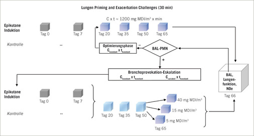<p>Stratifiziertes Testprotokoll zur Identifizierung von asthmagenen Isocyanaten nach epikutaner Sensibilisierung (Induktion) am Tag 0 und 7, 
gefolgt von vier 30-minütigen leicht atemtraktreizenden inhalativen Isocyanat-
Expositionsdosen. Sollten sich keine nennenswerten Unterschiede hinsichtlich neutrophiler Granulozyten in der bronchoalveolaren Lavage (BAL) zwischen 
gleichartig inhalativ provozierten naiven und dermal sensibilisierten Ratten zeigen, ist ein weiterer Zyklus mit höheren Expositionsdosen erforderlich. Ergibt dieser stärker ausgeprägte Befunde in der dermal sensibilisierten Gruppe, erfolgt im nächsten Schritt ein Eskalationsprotokoll und weitere Gruppen zur Dosis-Effekt-Analyse. Der terminale Challenge (Tag 65) ermöglicht eine Dosis-Effekt-Analyse wie in Abb. 3 dargestellt. Diese stellt die Grundlage für die Grenzwertableitung dar. Jeder Eskalationsschritt bezieht sich auf eine zusätzliche naive, inhalativ bronchoprovozierte Referenzgruppe. 
Alle Gruppen setzen sich aus 8 Brown-Norway-Ratten zusammen</p>

<p><em>Fig. 1: Stratified protocol for the identification of asthmagenic isocyanates after epicutaneous sensitization (induction) on days 0 and 7, followed by four 30-min exposures to slightly irritant inhalation doses of the sensitizing isocyanate. In case no differences occur with regard to neutrophilic granulocytes in bronchoalveolar lavage (BAL) between similarly challenged naive and topically sensitized rats, this cycle must be repeated at higher exposure doses. In case this response is more pronounced in the dermally sensitized group, this cycle is repeated with a dose-escalation protocol. At the final challenge (day 65), the dose-effect-analysis shown in Fig. 3, serves as the basis for derivation of the occupational exposure limit (OEL). Each escalation step uses its own equally naive, inhalation-challenged reference group. All groups consist of 8 Brown-Norway rats</em></p>