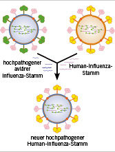 
Antigenshift bei Doppelinfektion (© Wikipedia)

