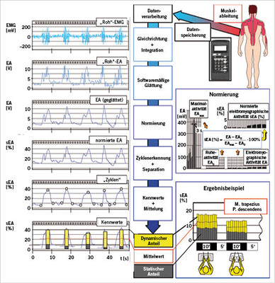 
 Abb. 4: 
 Zeitliche Abfolge der Simultanregistrierung und Auswertung von elektromyographischen Zeitreihen (softwaremäßige Glättung der „Roh“-EA-Zeitserien, Normierung, Zyklenerkennung und Separation in statische und dynamische Komponenten, beispielhafte graphische Darstellung der normierten elektromyographischen Aktivität sEA)
