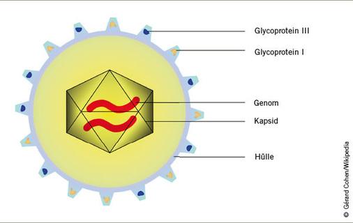 
 Abb. 1: 
 Aufbau eines CM-Virus
