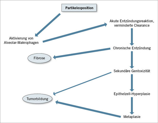 
 Abb. 1: 
 Reaktionskaskade nach Partikelinhalation (schematisch)


