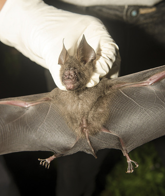 



Personen, die Umgang mit Feldermäusen haben, soll-ten gegen Tollwut geimpft sein

