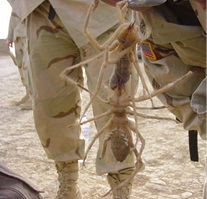 
 Abb. 3: 
 Verletzungen durch Spinnen (hier eine Walzenspinne), Skorpione etc. sind glücklicherweise selten



