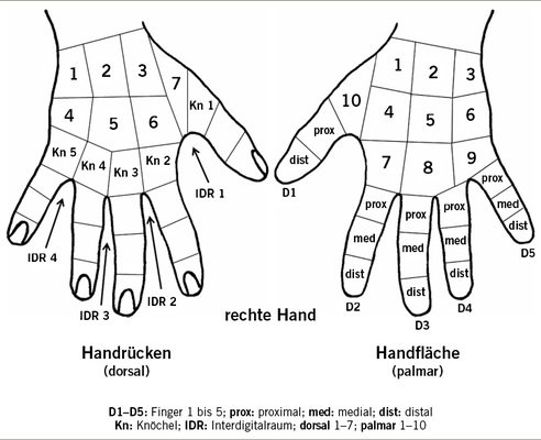 <p>
<span class="GVSpitzmarke"> Abb. 1: </span>
 HEROS – Unterteilung der Handoberfläche in 54 Areale zur Erfassung des Hautbefunds
</p>