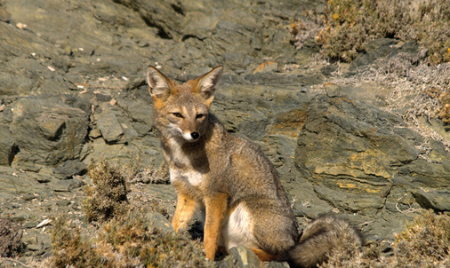 



Die Tollwutgefahr ist je nach Reiseland unterschiedlich hoch
