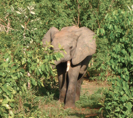 



 Abb. 1: 
 Junger Elefant im Mole National Park, Ghana. Die Mutter ist bestimmt nicht weit …
