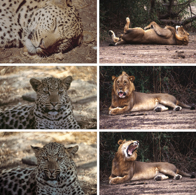 
 Abb. 2: 
 Gesichtsausdruck und Gestik von Leopard und Löwe als Kommunikation zwischen Arten auf Wanderungen in Namibia und Malawi (von oben nach unten): „Ich hab‘ dich gesehen, aber du interessierst mich (noch) nicht!“ – „Pass auf, ich werde misstrauisch!“ – „Jetzt reicht es, du bist jetzt zu nahe!“ Aus letzterer Position (liegend!) kann noch nicht angegriffen werden, es ist aber die letzte Aufforderung zum geordneten Rückzug. Nur manchmal kommt dann noch eine allerletzte Mahnung: Aufstehen, hektisches Schwingen des Schwanzes und Fauchen oder Brüllen – aber dann ist es oft schon zu spät! (Fotos: T. Küpper)
