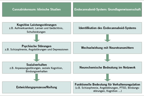 
 Abb. 1: 
 Chronischer Cannabiskonsum und Endocannabinoid-System: Entwicklung der Forschungsthemen
