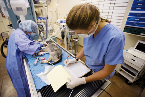 



Für Tierkliniken und Kleintierpraxen gelten festgelegte Mindestschutzmaßnahmen
