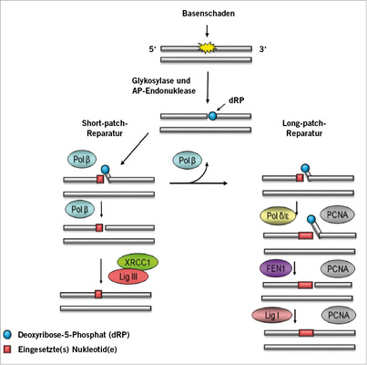 
 Abb. 2: 
 Basen-Exzisions-Reparatur (BER). Nach Erkennen des Schadens eliminiert eine spezifische Glycosylase die veränderte Base. Die Polymerase 
 trennt den DNA-Strang und entfernt den abasischen Zuckerphosphatrest. In die entstandene Lücke wird das entsprechende intakte Nukleotid eingesetzt und der DNA-Einzelstrang durch den XRCC1-Ligase-III-Komplex wieder verbunden. Wenn die Polymerase 
 den Strang nicht auftrennen kann, werden durch die Poly-merase 
/
 mehrere Nukleotide angehängt, deren überstehende Teile („flaps“) nach Einfügen des in-takten Nukleotids durch eine Flap-Endonuclease abgetrennt werden, damit die Ligase den Strang wieder zusammenfügen kann (mit freundlicher Genehmigung der Royal Society of Chemistry (RSC), Kap. 3.3. von Dianov et al., in Greim u. Albertini 2012)



