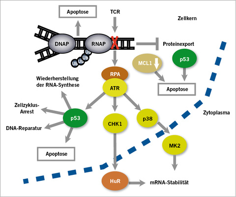
 Abb. 3: 
 Zelluläre Reaktion bei blockierter Transkription („transcription coupled repair“, TCR). Wenn die RNA-Polymerase (RNAP) an einem DNA-Schaden stoppt und den DNA-Strang nicht mehr weiter ablesen kann, werden durch RPA („replication protein A“) und die Stress-Kinase ATR verschiedene Mechanismen durch Phosphorylierung aktiviert. Davon sind in der Abbildung gezeigt die Aktivierung von p53, das die RNA-Synthese, Zellzyklus, DNA-Reparatur und Apoptose steuert, sowie die Aktivierung der Kinase CHK1 und p38, die über weitere Schritte zur Stabilisierung der mRNA führen. Die blockierte RNAP wird durch Ubiqui-tylierung abgebaut. Während dieses Prozesses läuft die Proteinsynthese weiter, bis noch vorhandene freie mRNA aufgebraucht ist. Als Folge davon wird der antiapoptotische „survival factor MCL-1“ in-aktiviert, wodurch Apoptose induziert wird (mit freundlicher Genehmigung der Royal Society of Chemistry (RSC), Kap. 4.3. von Ljungman, in Greim u. Albertini 2012)



