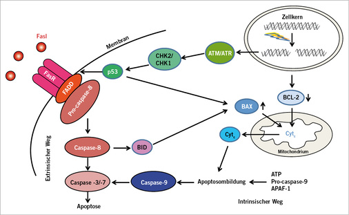 
 Abb. 4: 
 Apoptose nach Doppelstrangbrüchen. Erklärung der einzelnen Schritte siehe Text (mit freundlicher Genehmigung der Royal Society of Chemistry (RSC), Kap. 4.1 von Kaina et al., in Greim u. Albertini 2012)




