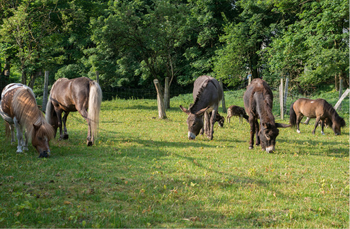 



 Abb. 2: 
 Im Tierprojekt des Förderkreises Psychische Gesundheit können interessierte Betreute und Besucher den Umgang mit Tieren erlernen und pflegen

