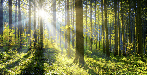 <p>
</p>

<p>
Die heilenden Duftstoffe des Waldes, die so genannten Terpene, haben eine stärkende Wirkung auf das menschliche Immunsystem
</p> - © Foto: jotily / Getty Images

