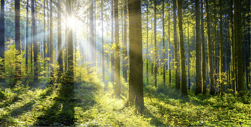 



Die heilenden Duftstoffe des Waldes, die so genannten Terpene, haben eine stärkende Wirkung auf das menschliche Immunsystem
