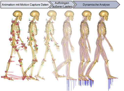 
 Abb. 2: 
 Konventionelle Vorgehensweise zur muskuloskelettalen Simulation
