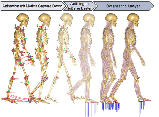 <p>
<span class="GVSpitzmarke"> Abb. 2: </span>
 Konventionelle Vorgehensweise zur muskuloskelettalen Simulation
</p>