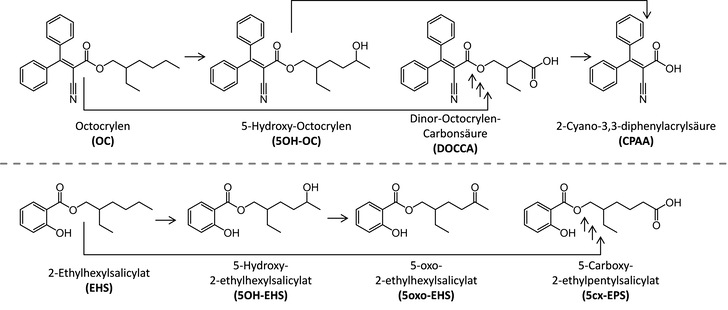  Abb. 1:   Biomarker von Octocrylen (OC) und 2-Ethylhexylsalicylat (EHS). Schematische Darstellung der metabolischen Pfade. Die gezeigten ­Metaboliten liegen im Urin z.T. an Glucuronsäure gebunden vor
 
 Fig. 1: Biomarkers of octocrylene (OC) and 2-ethylhexyl salicylate (EHS). Schematic metabolic pathways are shown. The depicted metabolites are in part present in urine as their respective glucuronic acid conjugates