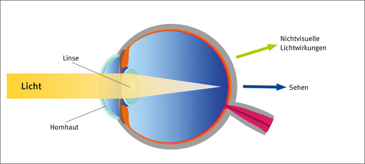 Abb. 1:   Der Lichteinfall auf die Netzhaut im Auge löst sowohl den Sehvorgang als auch nicht­visuelle Wirkungen aus. Wie stark diese Lichtwirkungen sind, hängt auch von der Lichtquelle ab und davon, wieviel Licht im Auge auf die Netzhaut trifft (Quelle: DGUV Information 215-220)