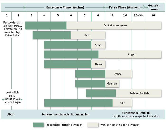  Abb. 1:   Zeitpunkt der Einwirkung eines Teratogens und mög­liche Organschädigung