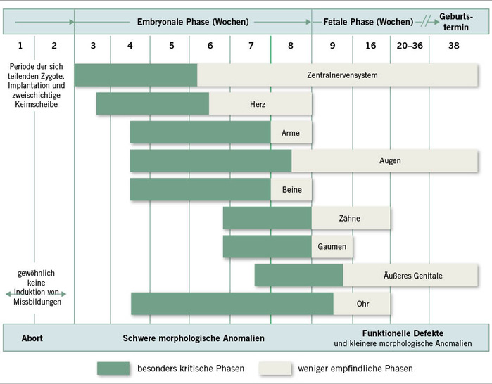Abb. 1:   Zeitpunkt der Einwirkung eines Teratogens und mög­liche Organschädigung