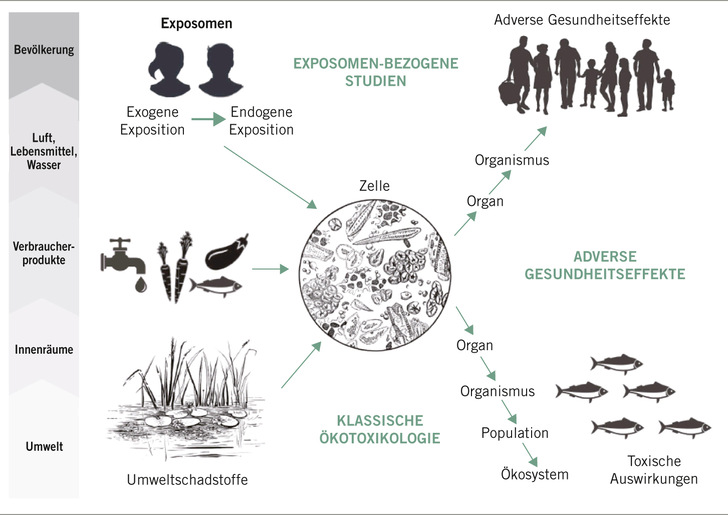 Abb. 1:   Expositionswege von Chemikalien-/Arzneimittelrückständen/Substanzmischungen über die Umwelt und die Nahrungskette zum Menschen. Jede Art von exogener Belastung beeinflusst die endogene Exposition und beides zusammen bewirkt eine Beeinflussung des zellulären toxi­kologischen Wirkmechanismus. Das zelluläre Level kann als Integrator dienen, um beide Wirkmechanismen – sowohl die adversen Gesundheitsbeeinflussungen als auch die Effekte auf das Öko­system – zu analysieren (Escher et al. 2017). Quelle: Schmidt et al. 2018