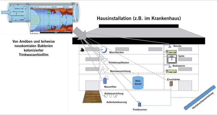 Abb. 1:    Schematischer Aufbau einer Hausinstallation am Beispiel eines Krankenhauses mit von Wang et al. (2017) 
identifizierten Orten besonderer Häufung von Trinkwasser-assoziierten Bakterien und Amöben. Blaue Linien stellen Kaltwasser-, 
rote Linien die Warmwasserleitungen dar (adaptiert von Wang et al. 2017 und Fish et al. 2016)