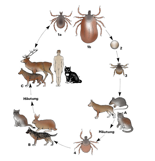 Abb. 1:   Lebenszyklus der Zecke  Ixodes ricinus  (sog. Holzbock), die gleichermaßen Menschen und viele Tierarten befällt (A, B, C). 1a Männchen, 1b vollgesogenes Weibchen, 2 eines von sehr vielen abgelegten Eiern, 3 Larve, 4 Nymphe (Bild: H. Mehlhorn)
