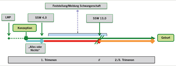 Abb. 1:    Zeitachse der Schwangerschaft (LMP – 1. Tag der letzten Regelblutung; SSW – Schwangerschaftswoche)