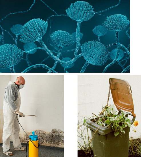 Abb. 1:   Schimmelpilz ( A. fumigatus ) ( A).  Beispiele für Schimmelpilzexpositionen, ( B ) bei der ­professionellen Schimmelpilzsanierung, ( C ) bei Tätigkeiten mit Bio-Abfällen