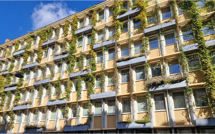 Abb. 1:   Fassadenbegrünung in Wien mit Trögen und Rankhilfen - © Foto: Daniela Haluza
